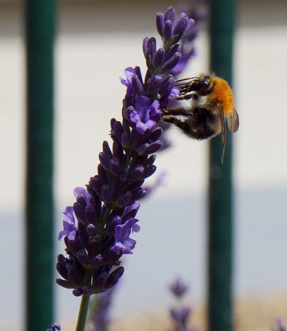 Lavendel 'Phenomenal®' im 2-Liter Topf