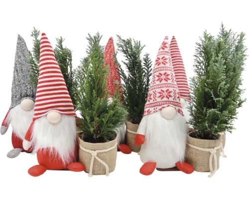 Kerstkabouterarrangement met minikerstboom FloraSelf H ca. 38 cm