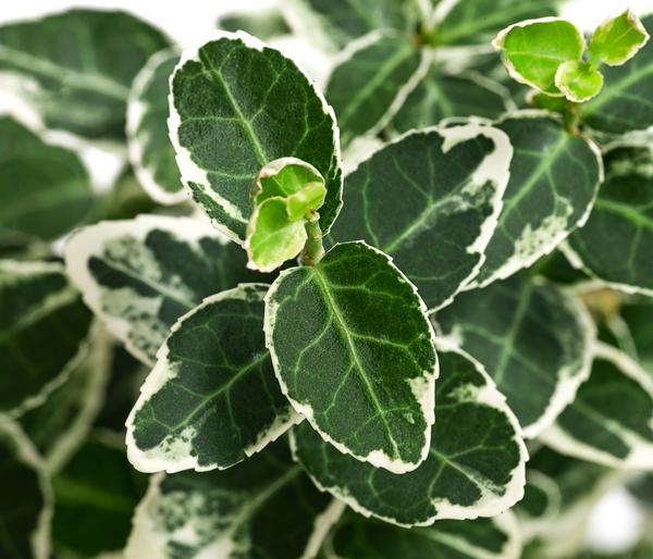 Kriech-Spindelstrauch 'Emerald Gaiety'