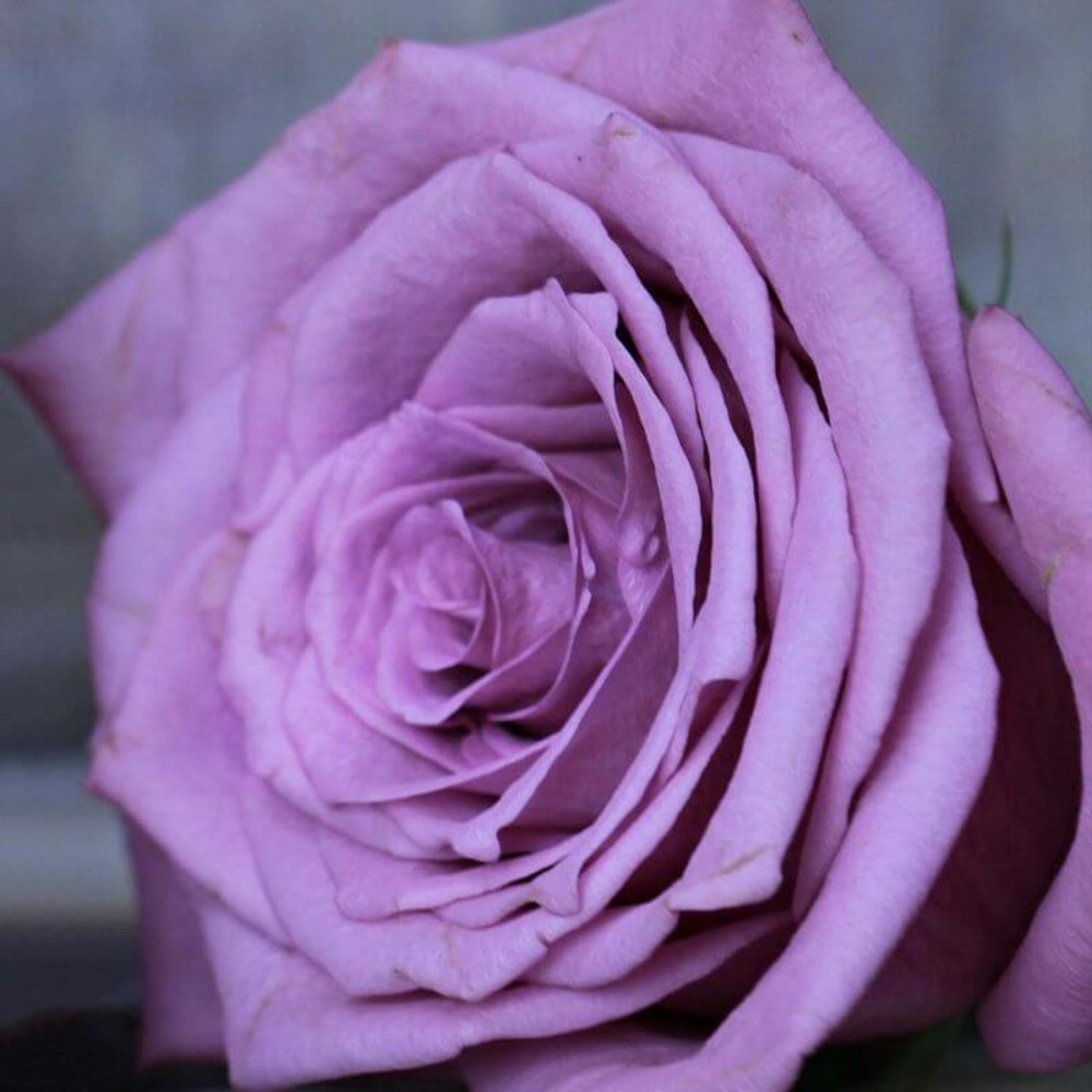 Rosier 'violette parfumée' -