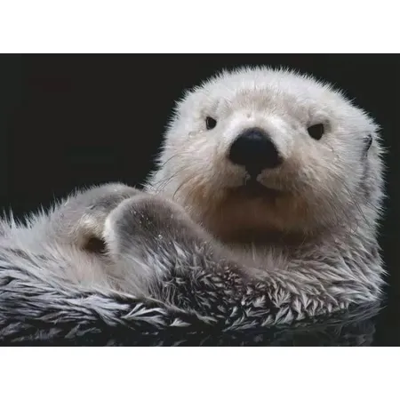 Ravensburger Puzzle - Süßer kleiner Otter, 500 Teile
