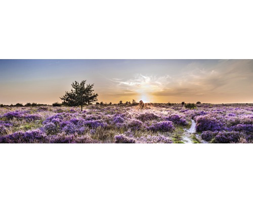 Canvasfoto Heidefeld 150x50 cm