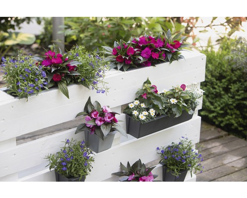 Geli pallet bloembak Easy 37 x 10 x 10 cm antraciet