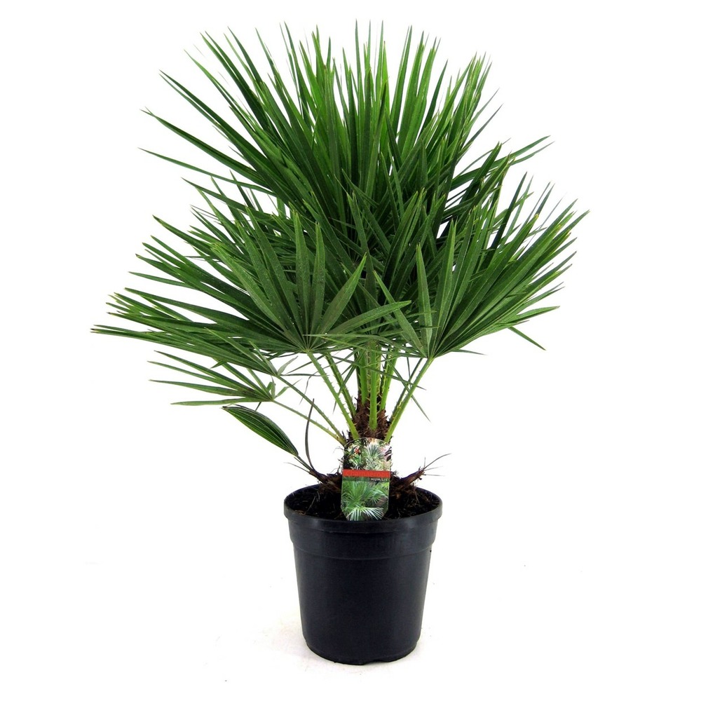 Chamaerops humilis - palmier nain européen - pot 21cm - hauteur 70-80cm