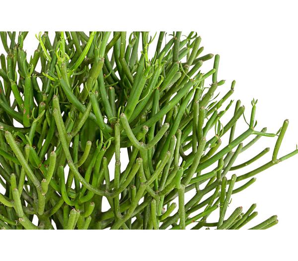 Bleistiftbaum - Euphorbia tirucalli