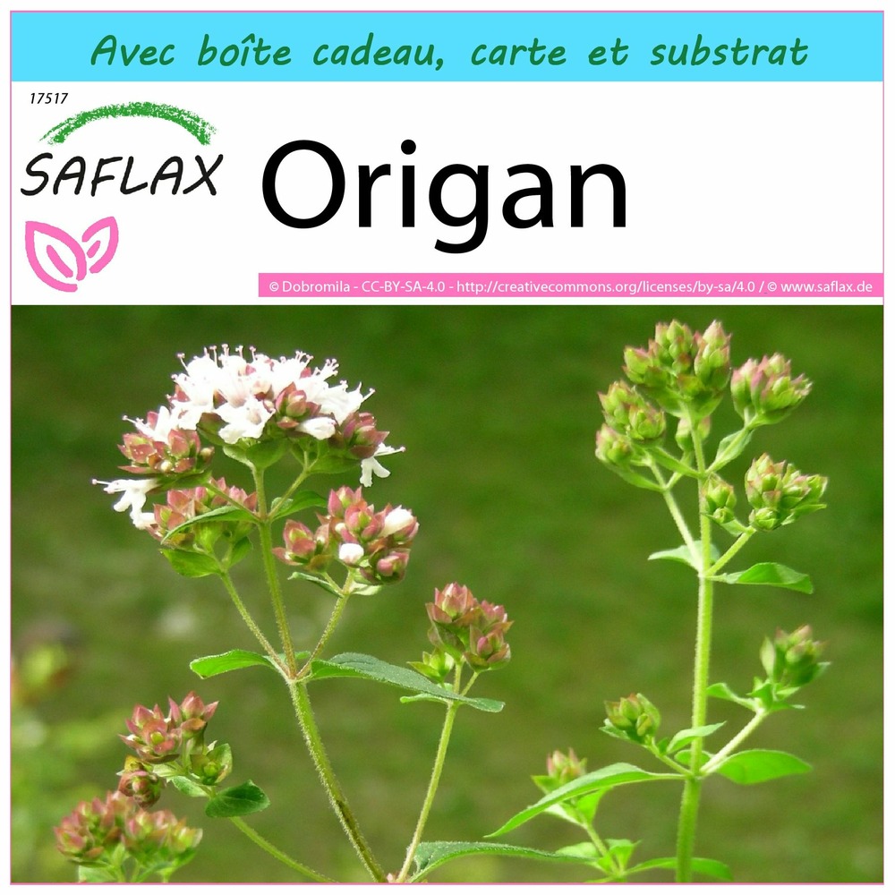 Kit cadeau - origan - 600 graines - origanum vulgare supsp. Hirtum