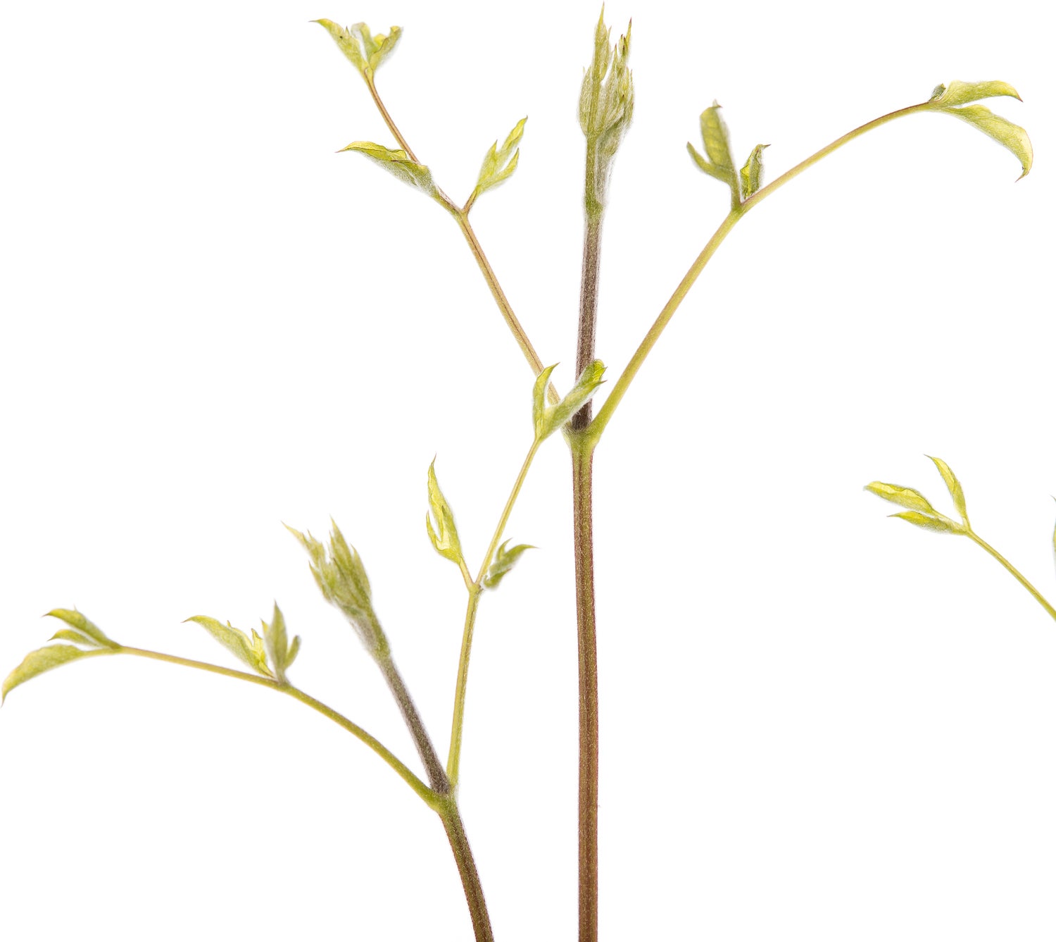 Bosrank (Clematis viticella 'Purpurea Plena Elegans') D 16 H 75 cm