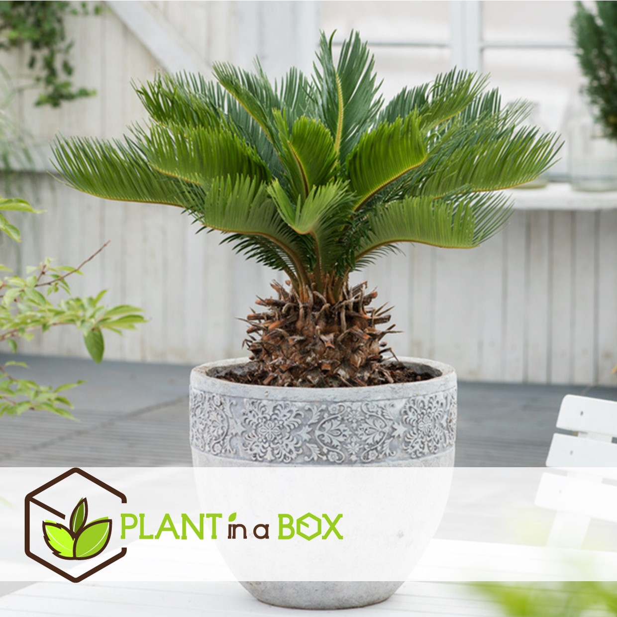 Cycas revoluta - set de 2 - palmier fougère - pot 15cm - hauteur 45-60cm