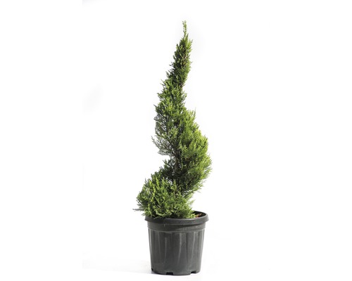 Gele Leylandcipres Spiral FloraSelf Cupressocyparis leylandii 'Castlewellan Gold' H 60-80 cm Co 10 L
