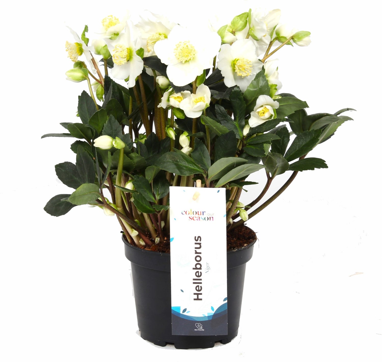 Kerstroos (Helleborus niger 'Flevoflora') D 15 H 30 cm