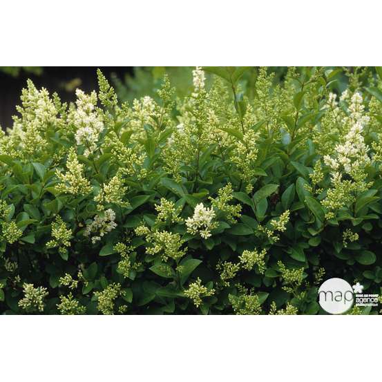 Ligustrum japonicum : H 40/60 cm ctr 4 litres