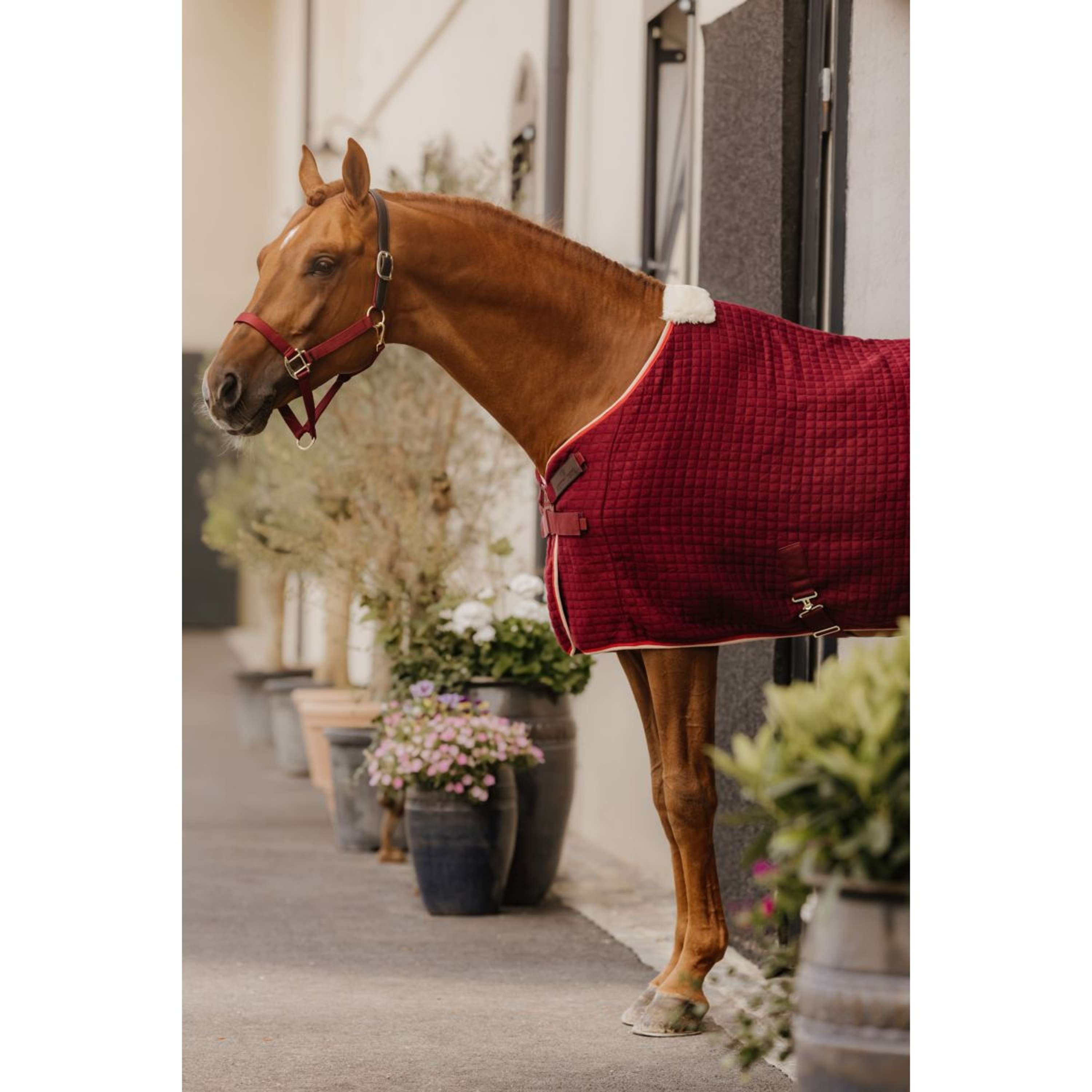 Kentucky Halster Nylon Breakaway Bordeaux