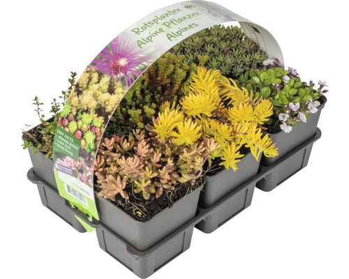 Vaste planten voor de rotstuin MIX FloraSelf H 2-5 cm Ø 9 cm pot 6-pack