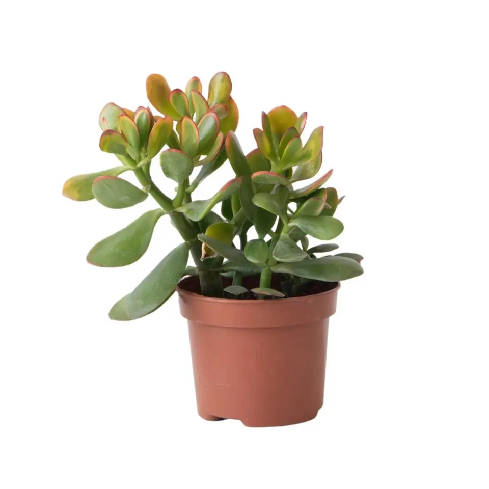 Geldboom - Crassula ovata 'Sunset' - Hoogte 15-20cm - ⌀12cm