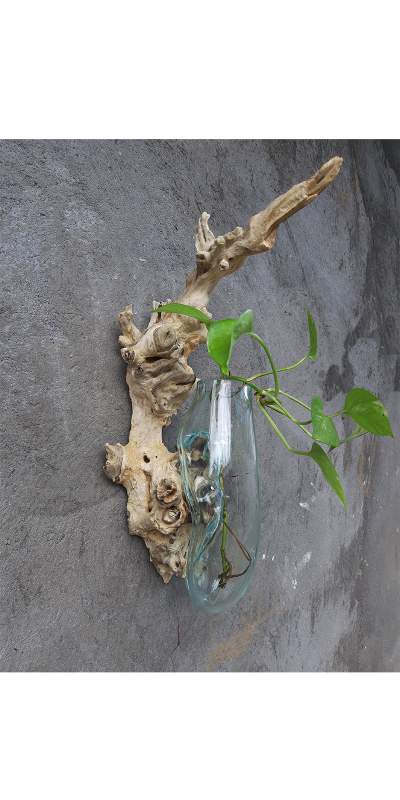 Wurzelholz-Glasvase Wandaufhängung, Größe 'S', B 14-18 cm, H 35-47 cm, T 10-13 cm von fischer's lagerhaus