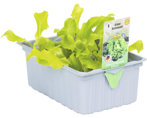 Groene Batavia sla 'Edurne' FloraSelf 6-pack