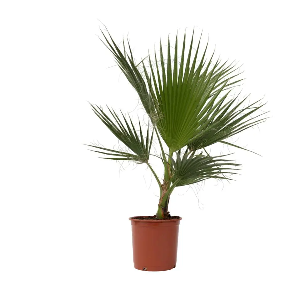 Mexicaanse waaierpalm - Washingtonia robusta - Hoogte 70-90cm - ⌀21cm
