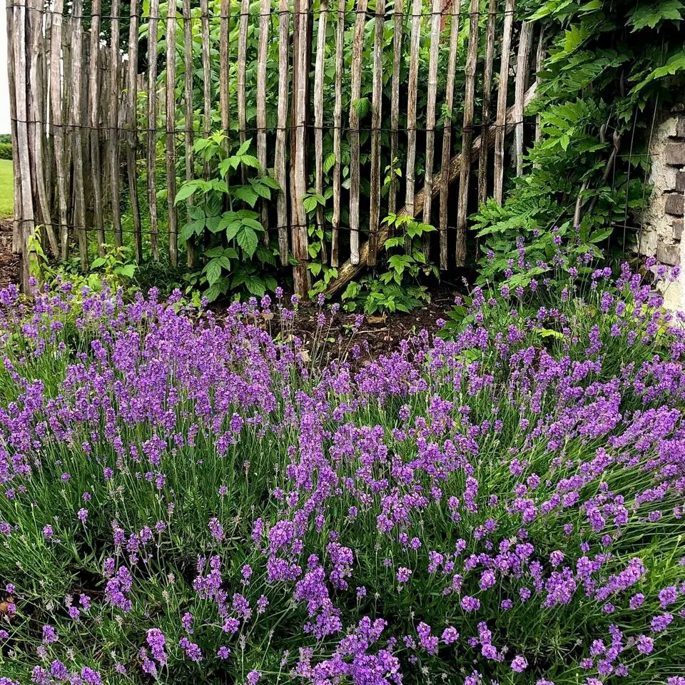 Lavendel - Set van 12 - Lavandula angustifolia - Hoogte 10-15cm - ⌀10,5cm