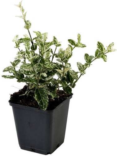 Kardinaalsmuts (Euonymus fortunei 'Harlequin') D 9 H 10 cm