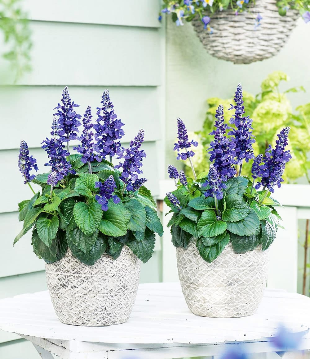 Salvia 'Mysty'