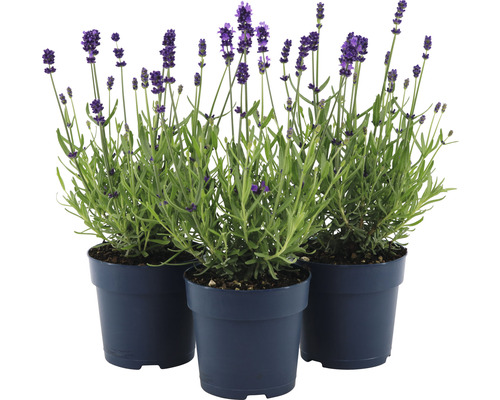 Lavendel FloraSelf Lavandula angustifolia 'Felice' H 15-20 cm Ø 12 cm pot