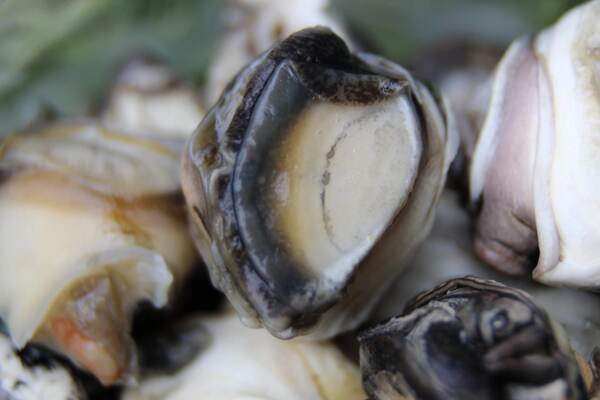 Subgrubs 'Natural Bait' Ready To Fish Emmer (Pellets   Liquide   Escargots)