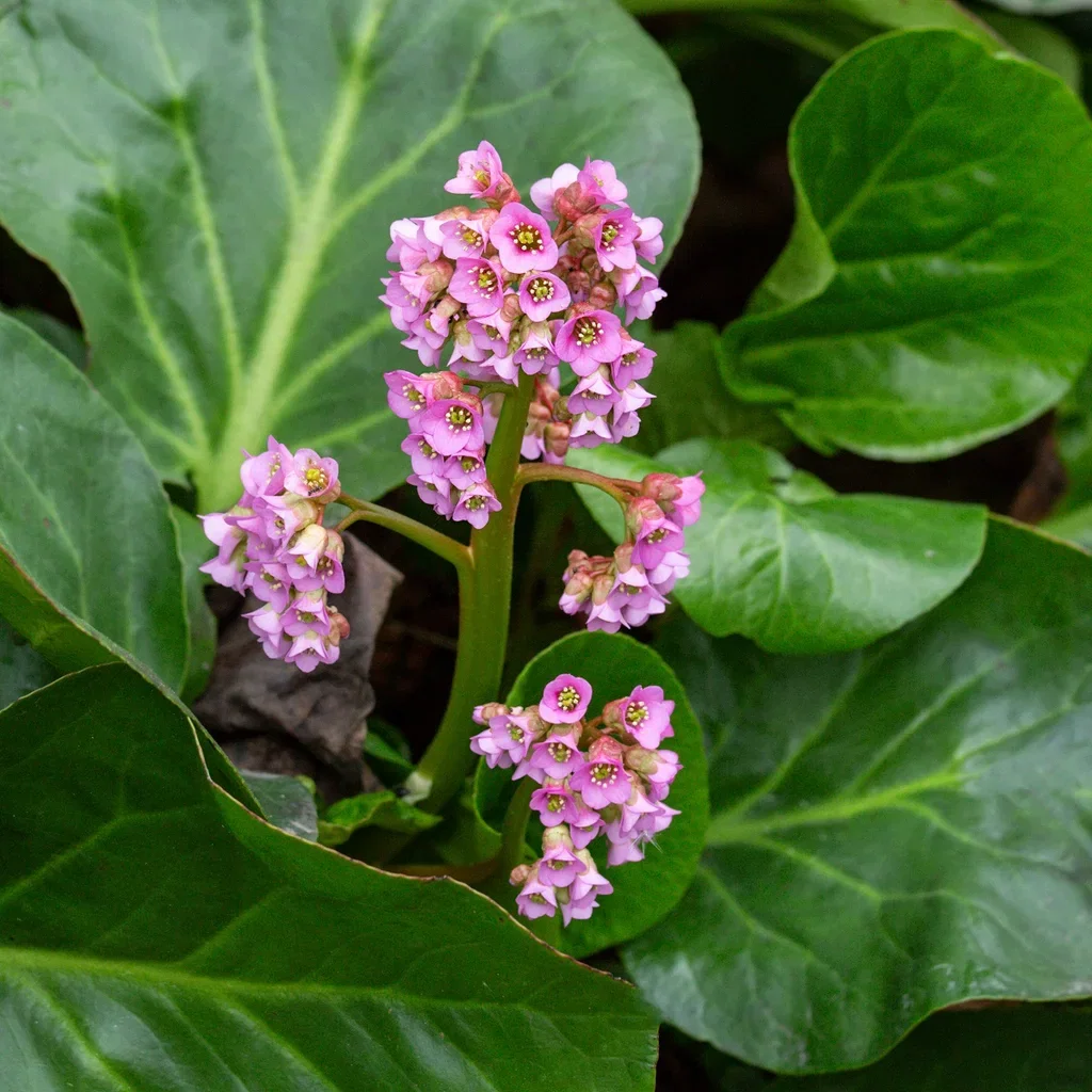 Bergenia cordifolia Hjertebergblomst Ø11 cm