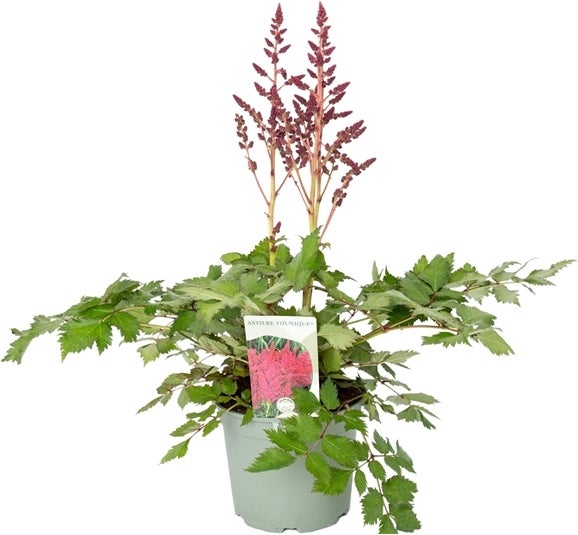 Pluimspirea (Astilbe chinensis 'Younique Cerise') D 19 H 50 cm