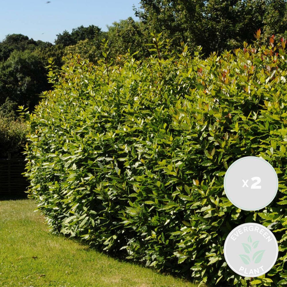 2x laurus nobilis - laurier de cuisine - arbuste - persistant – ⌀15 cm - ↕30-45 cm