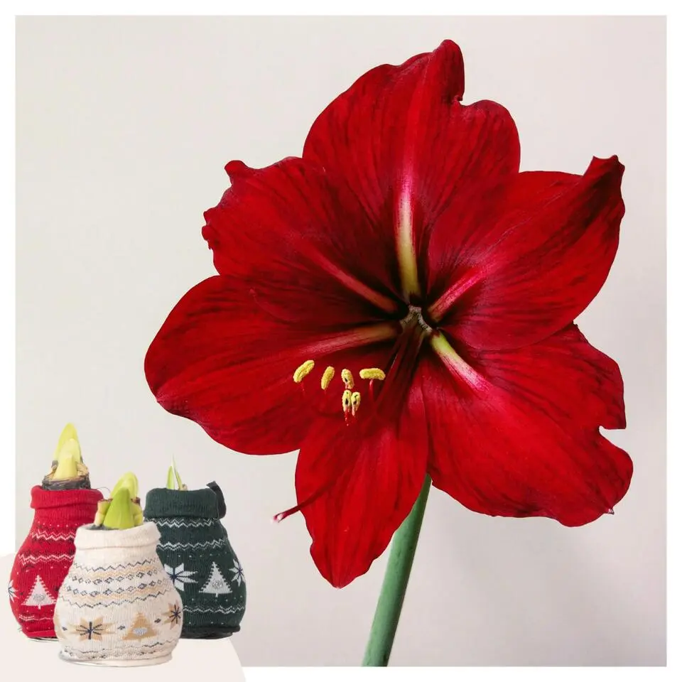 Amaryllis - Set van 3 - Hippeastrum 'Christmas Sweater' - Bloembol - Rood