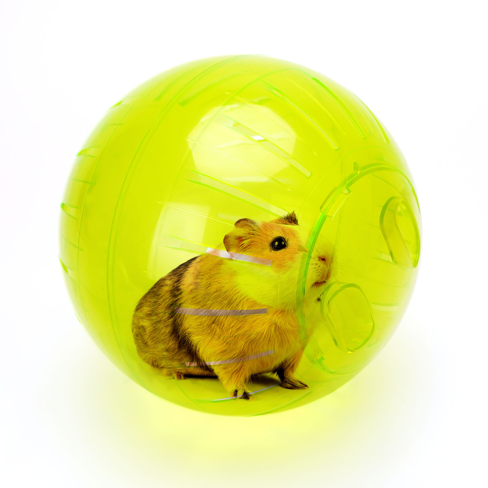 Bola de Exercícios Nobleza para Hamster, 14cm, Ideal para Corrida e Corrida. Mini Bola de Exercícios Fofa para Hamsters Anões Aliviar o Tédio e Aumentar a Atividade (M)