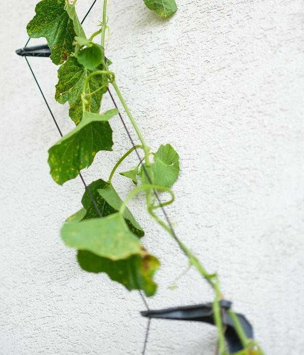 Gusta Garden Gurken-Rankhilfe Cucumber Buddy,