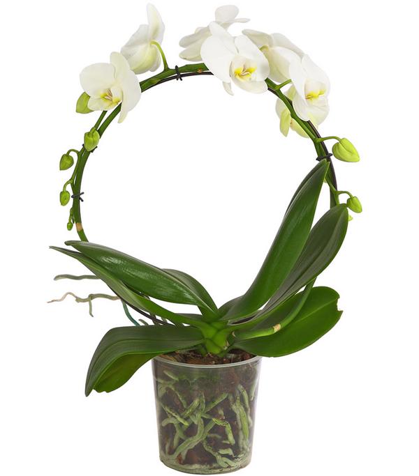 Schmetterlingsorchidee - Phalaenopsis