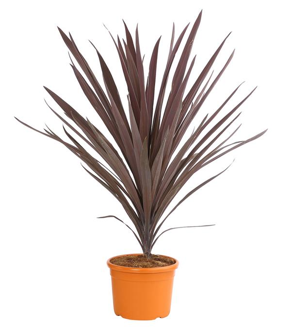 Keulenlilie - Cordyline australis