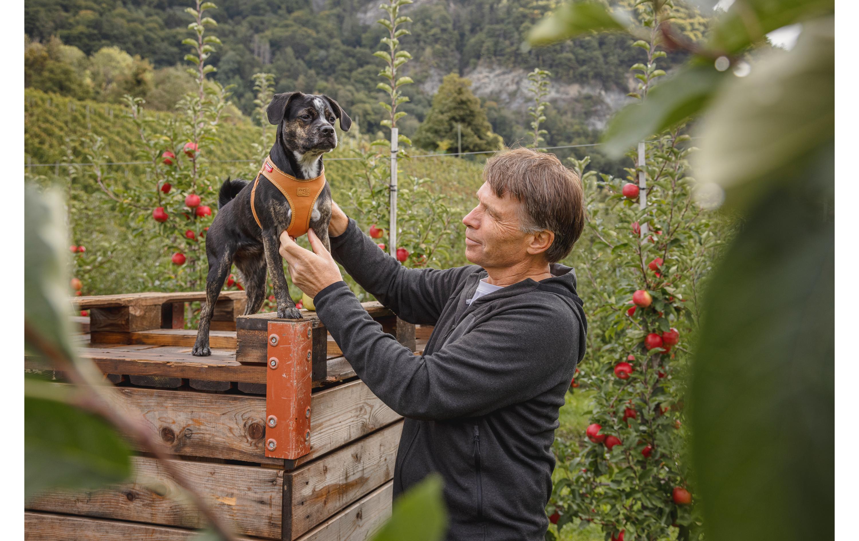 Geschirr Apfelleder, S, BraunHundegeschirr