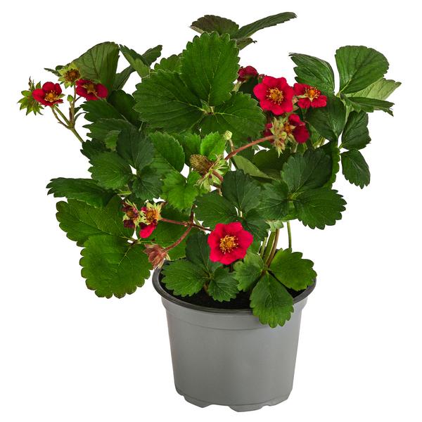Erdbeere 'Summer Breeze Rose'