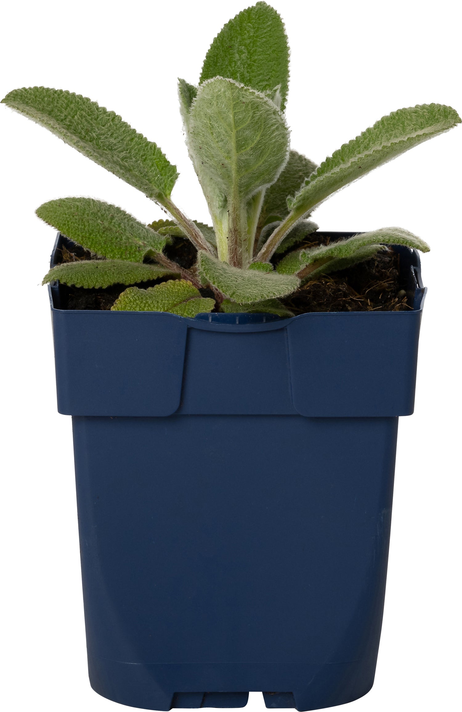 Ezelsoor (Stachys byzantina 'Silver Carpet') D 11 H 30 cm