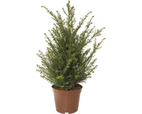 Taxus FloraSelf Taxus baccata H 40-50 cm Co 5 L