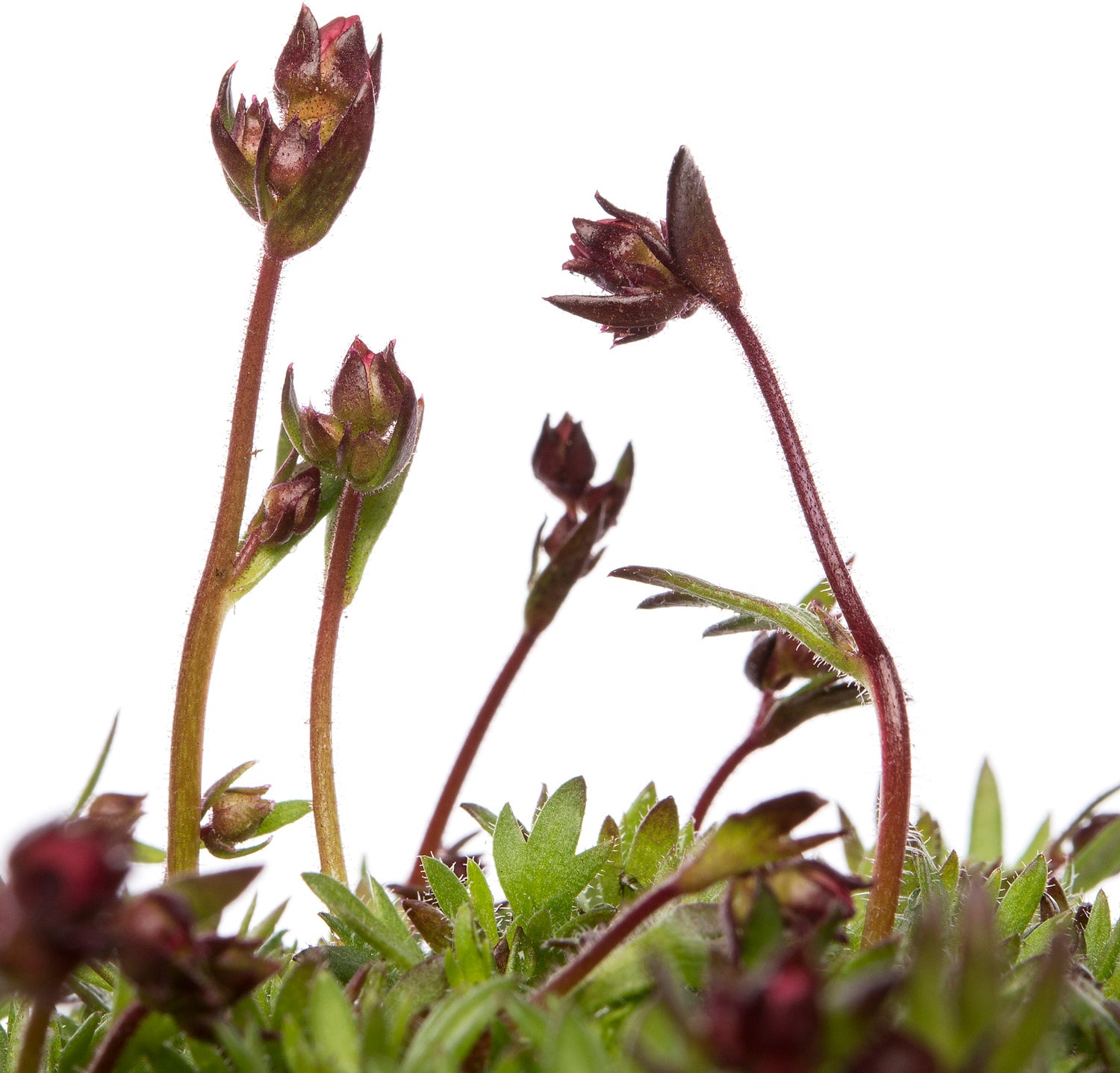 Steenbreek (Saxifraga arendsii 'Purpurteppich') D 9 H 10 cm