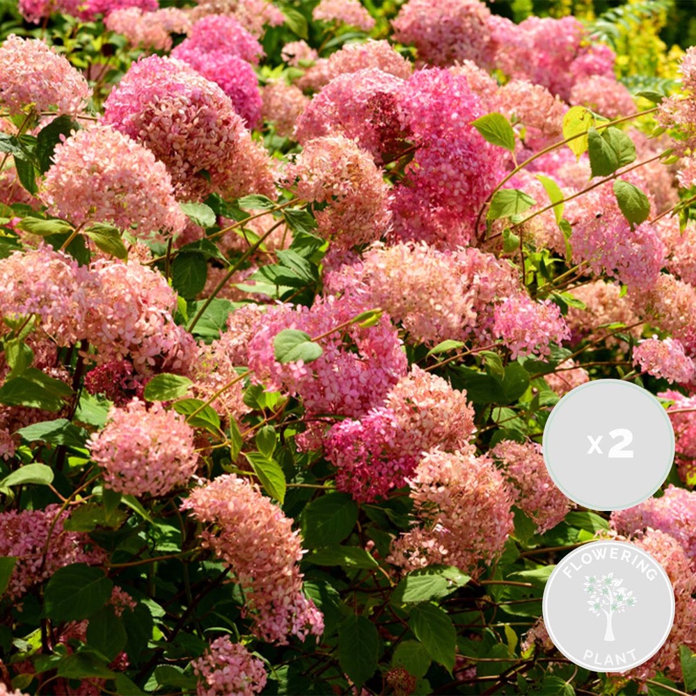 2x hortensia arborescens 'pink annabelle' - hortensia - arbuste - rustique – ⌀19 cm - ↕40-50 cm