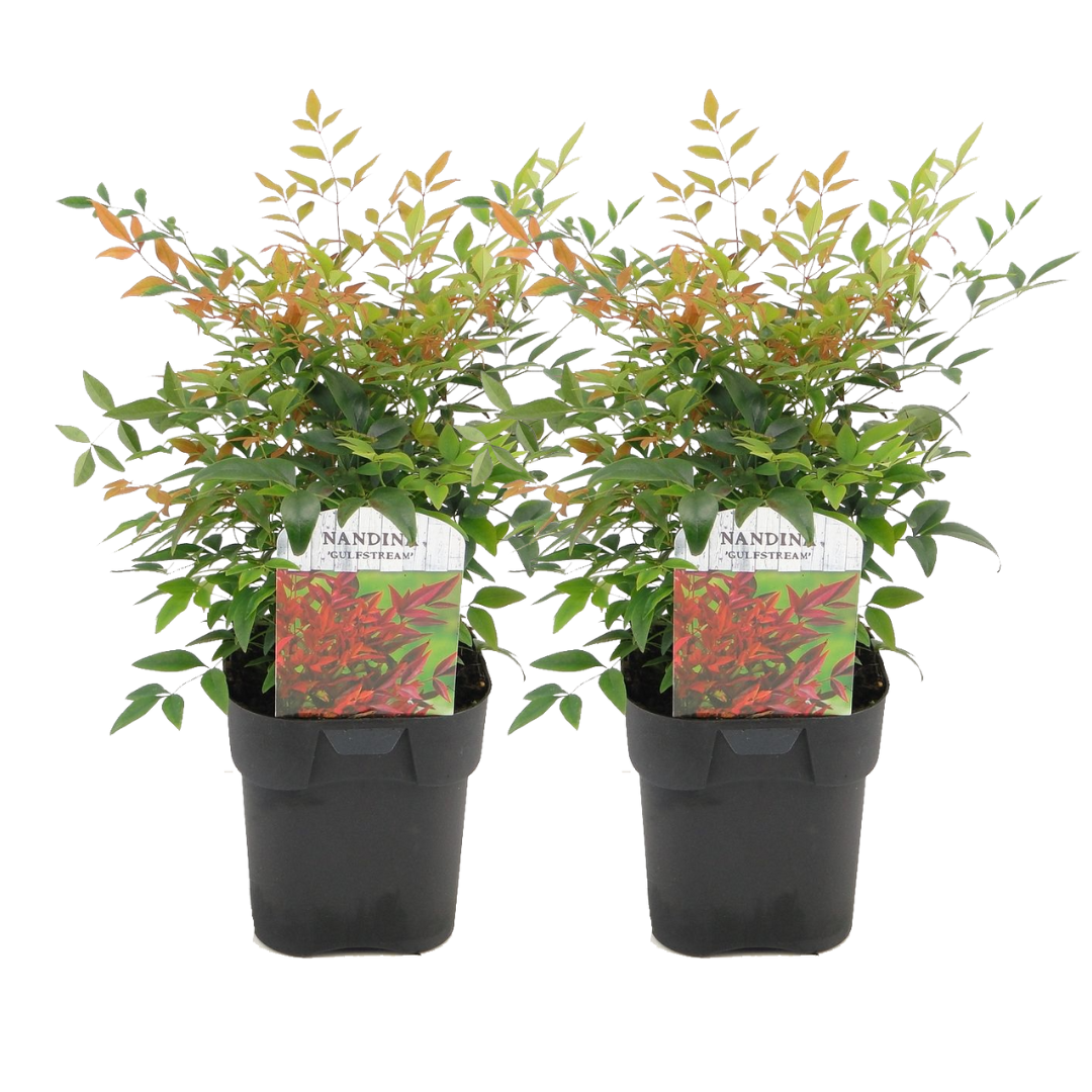 Nandina gulfstream - ensemble de 2 - pot 17cm - hauteur 25-40cm