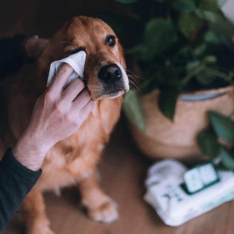 Beco BAMBOO Dog Wipes Hond | Coconut Scented | 13436.1