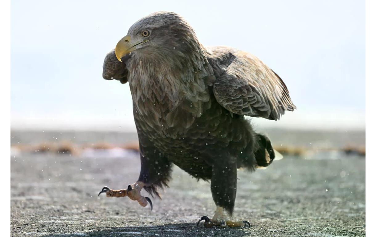 Zoomobjektiv NIKKOR Z 180-600 mm f/5.6-6.3 VR - Nikon Z<br>Super-Telezoomobjektiv mit herausragender Schärfe für spiegellose Kameras der Z-Serie