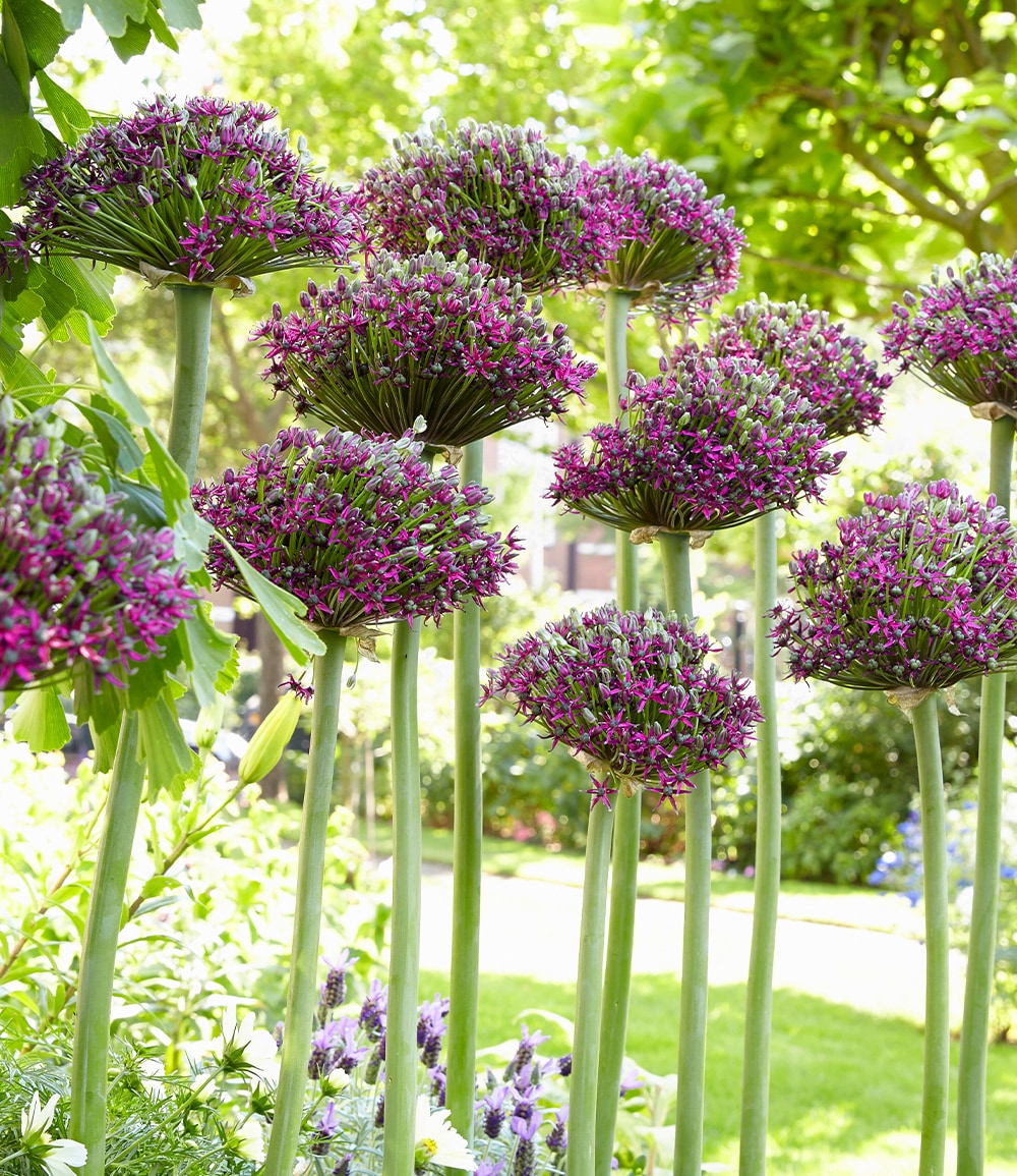 Allium 'Magic'