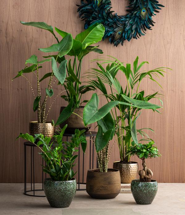 Chinesische Feige - Ficus microcarpa 'Ginseng'