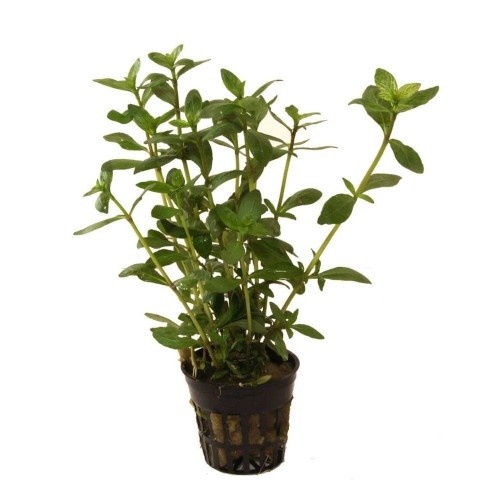 Planta Hygrophila Polysperma para aquários