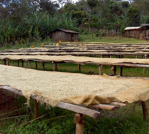Café en grains bio : Ethiopie - Moka Yirgacheffe - 250 g - Cafés Lugat
