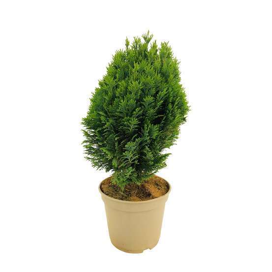 Chamaecyparis Lawsoniana 'Minima Glauca' : H. 25/30 cm, pot 4L