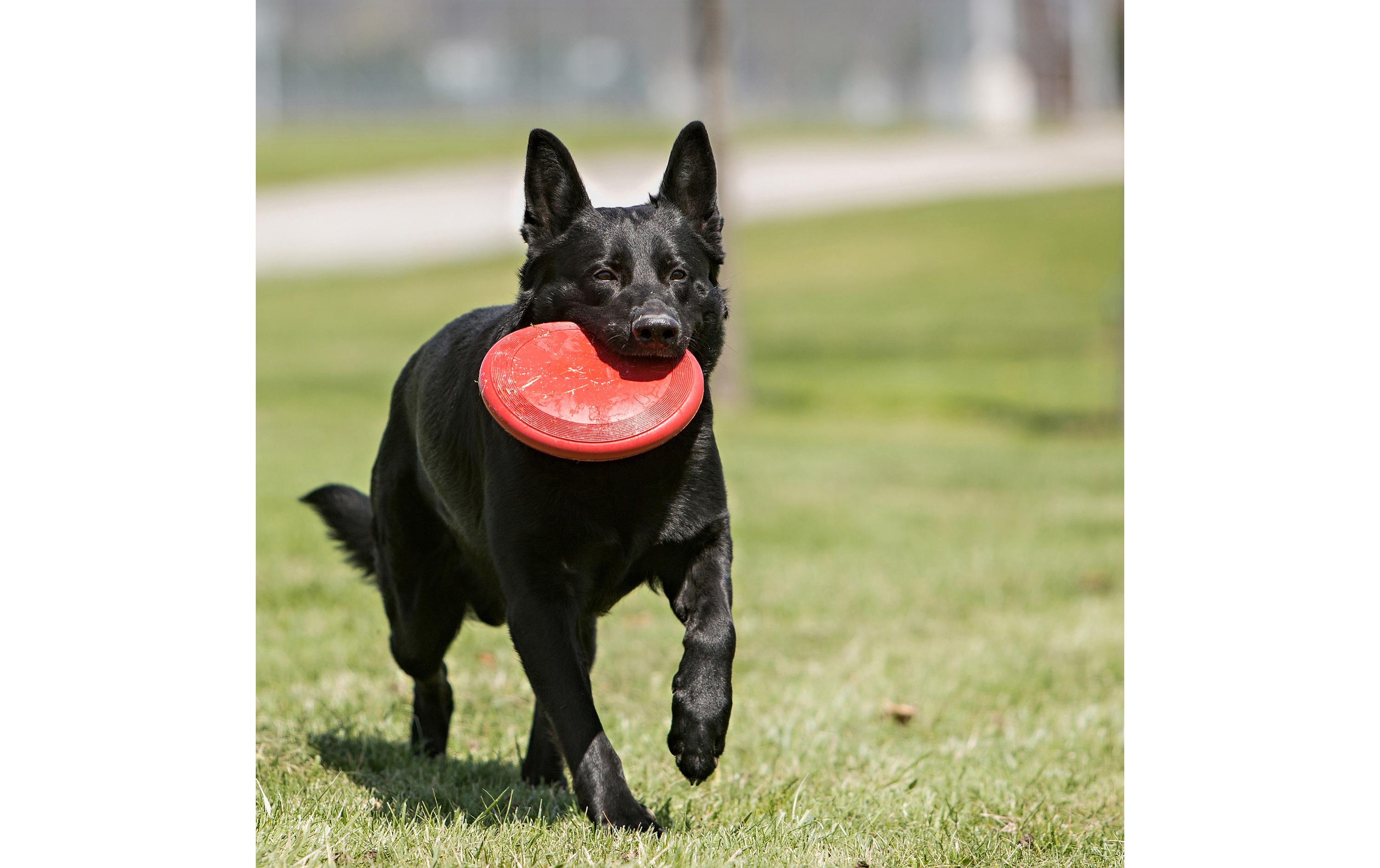 Hunde-Spielzeug Flyer Frisbee, Ø 18 cm, rotWurfspielzeug für Ihren vierbeinigen Freund