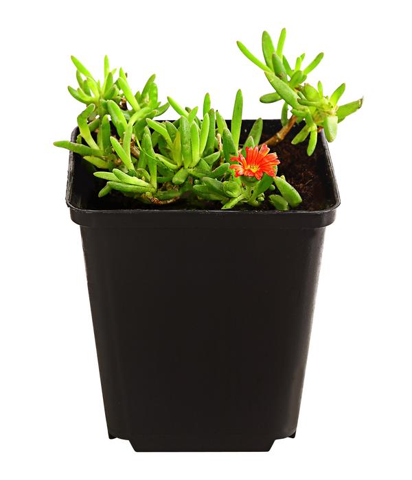Bio Mittagsblume 'Wheels of Wonder® Fire